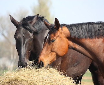 Conseils personnalisés sur l'alimentation des chevaux